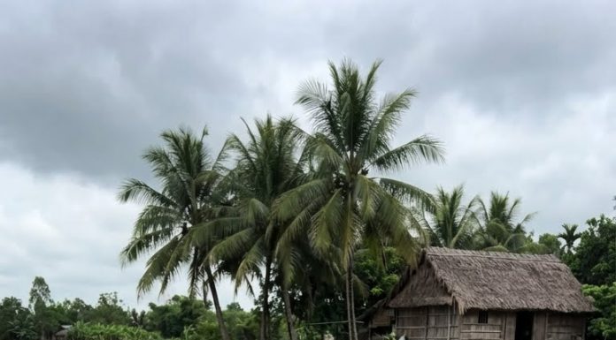 Đồng ý cho cháu trai thả 5 con cá trê lạ xuống ao, ông Sa hoảng hồn khi 2 tuần sau cá trong ao ch/ế/t hàng loạt