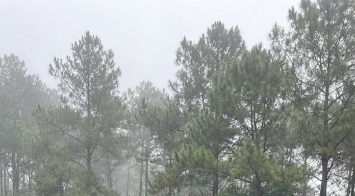 Tôi chỉ cúi đầu: – Cảm ơn bà… đã cho tôi biết cha tôi là ai.