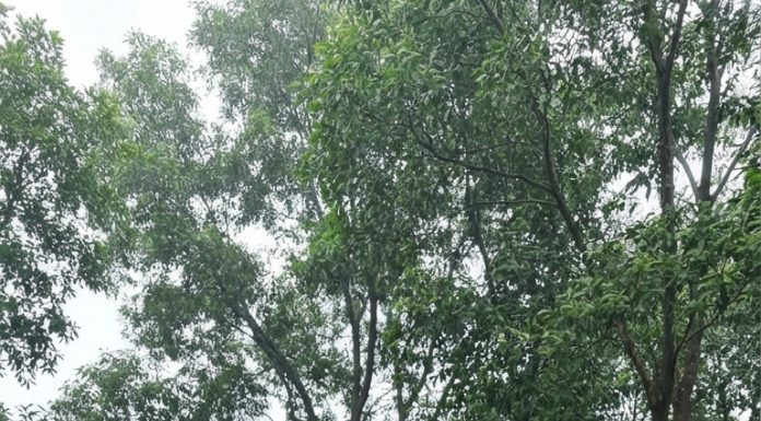 Hơn hai tầng một nhỏ, san sát nhau. Không hoa tươi, không có người ghé thăm. Bà lau từng tấm bia, chăm sóc kỹ năng người đi đường tưởng tượng bà đang chăm sóc con mình.