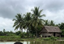 Đồng ý cho cháu trai thả 5 con cá trê lạ xuống ao, ông Sa hoảng hồn khi 2 tuần sau cá trong ao ch/ế/t hàng loạt