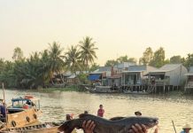 Bác Chắn! Bác bán con này cho tôi nhé. Một trăm hai chục triệu! Tôi mua để khao cả làng Đông Thịnh với làng tôi luôn.