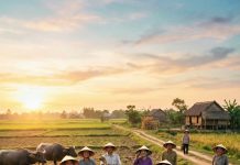 Cô Chiêm bảo thằng Hiển – đứa cháu họ thường ghé giúp – chuẩn bị gầu dây, rồi chạy sang đầu xóm gọi thêm mấy người cùng tát.