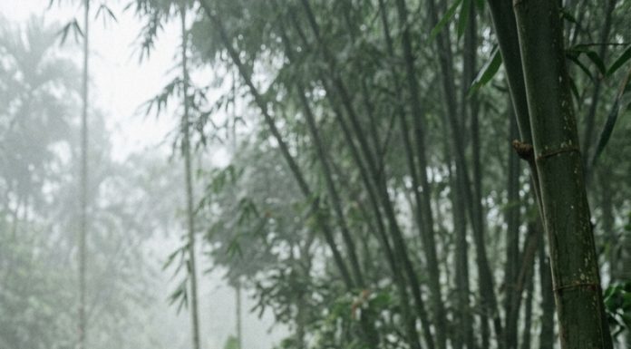 Khi bà Hảo mở cửa, bà nhận ra Thành ngay lập tức. Bà không nói gì, chỉ cúi đầu. “Con đã tìm thấy hộp kim loại,” Thành nói.